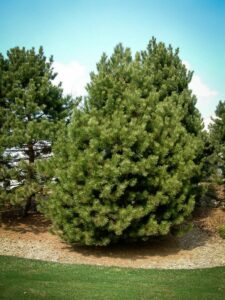 Сосна Чёрная (Pinus Nigra) купить по цене от 270.00р. в интернет-магазине «Посадика» с доставкой почтой в в Электрогорске и по всей России – [изображение №1].