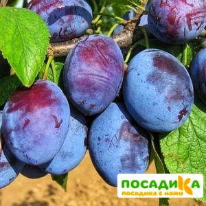 Слива Чачакская ранняя купить по цене от 229.00р. в интернет-магазине «Посадика» с доставкой почтой в в Электрогорске и по всей России – [изображение №1].