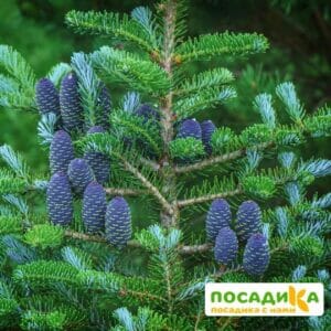 Пихта корейская (Abies koreana) купить по цене от 450.00р. в интернет-магазине «Посадика» с доставкой почтой в в Электрогорске и по всей России – [изображение №1].