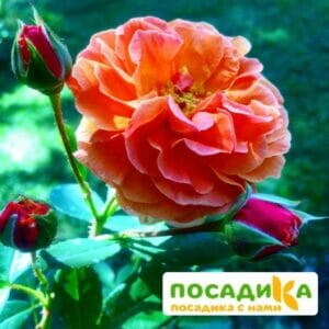 Роза Арабия купить по цене от 350.00р. в интернет-магазине «Посадика» с доставкой почтой в в Электрогорске и по всей России – [изображение №1].