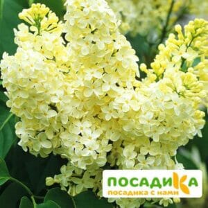 Сирень Примроуз (Primrose) купить по цене от 529.00р. в интернет-магазине «Посадика» с доставкой почтой в в Электрогорске и по всей России – [изображение №1].