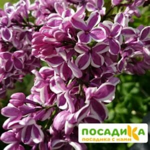 Сирень Сенсация купить по цене от 529.00р. в интернет-магазине «Посадика» с доставкой почтой в в Электрогорске и по всей России – [изображение №1].