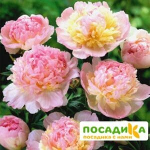 Пион Распберри Сандей (Paeonia Raspberry Sundae) купить по цене от 959р. в интернет-магазине «Посадика» с доставкой почтой в в Электрогорске и по всей России – [изображение №1].