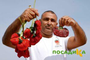 Клубника Гигант Джорнея купить по цене от 266р. в интернет-магазине «Посадика» с доставкой почтой в в Электрогорске и по всей России – [изображение №1].