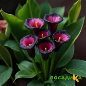 Калла Аура Лейс купить по цене от 400р. в интернет-магазине «Посадика» с доставкой почтой в в Электрогорске и по всей России – [изображение №1].