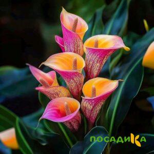 Калла Оникс купить по цене от 450р. в интернет-магазине «Посадика» с доставкой почтой в в Электрогорске и по всей России – [изображение №1].
