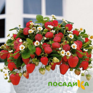 Клубника Рубиновый Шепот (горшечная) купить по цене от 240р. в интернет-магазине «Посадика» с доставкой почтой в в Электрогорске и по всей России – [изображение №1].