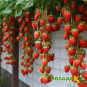 Клубника вьющаяся Комплимент купить по цене от 470р. в интернет-магазине «Посадика» с доставкой почтой в в Электрогорске и по всей России – [изображение №1].