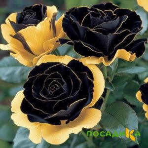 Роза Ханни Сикл купить по цене от 700р. в интернет-магазине «Посадика» с доставкой почтой в в Электрогорске и по всей России – [изображение №1].