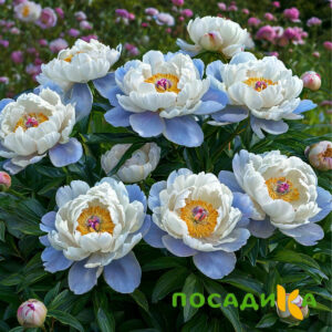 Пион акварельный Этюд купить по цене от 806р. в интернет-магазине «Посадика» с доставкой почтой в в Электрогорске и по всей России – [изображение №1].