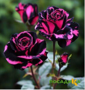 Роза Багровый Шепот купить по цене от 366р. в интернет-магазине «Посадика» с доставкой почтой в в Электрогорске и по всей России – [изображение №1].