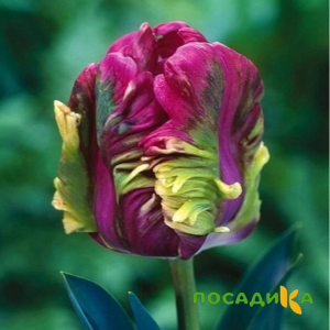 Тюльпан Экзотик Хэвен купить по цене от 186р. в интернет-магазине «Посадика» с доставкой почтой в в Электрогорске и по всей России – [изображение №1].